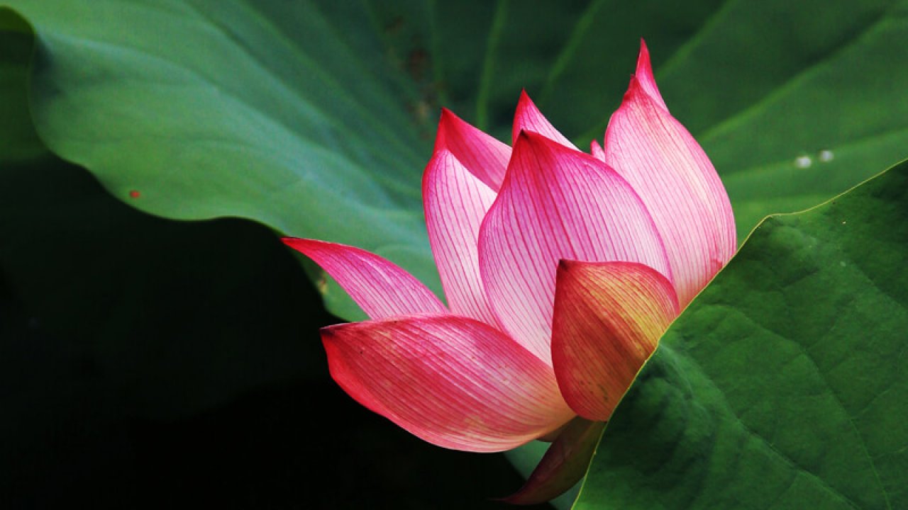 Quels sont les symboles de la fleur de lotus ? - Chinatown Paris