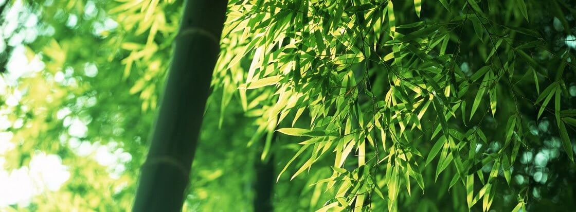 le bambou