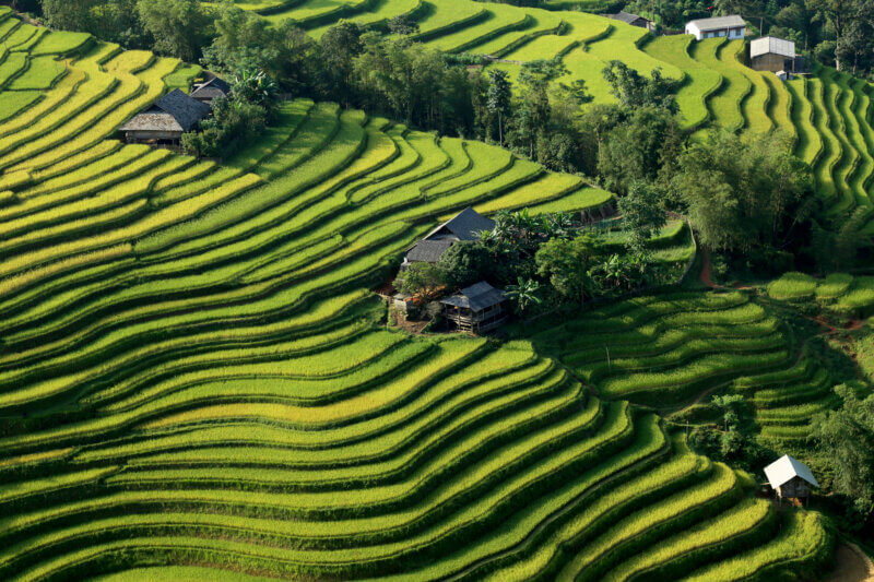 Hoang Su Phi ricefields
