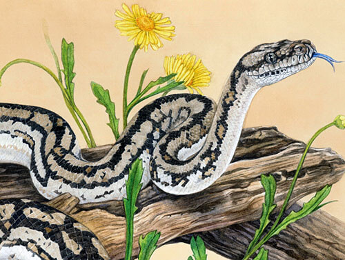 Python, dessin de la collection Murray Darling Carpet Python de Kayla woods