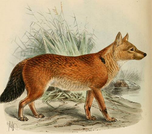 Le dhôle ou chien sauvage, © crédit illustration : Mivart, St. George Jackson, 1827-1900