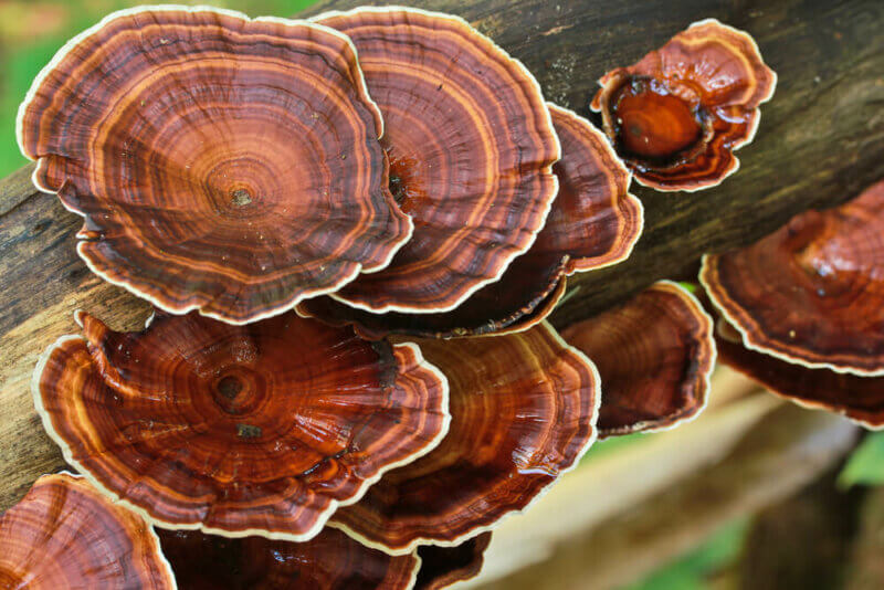 champignon reishi linh chi