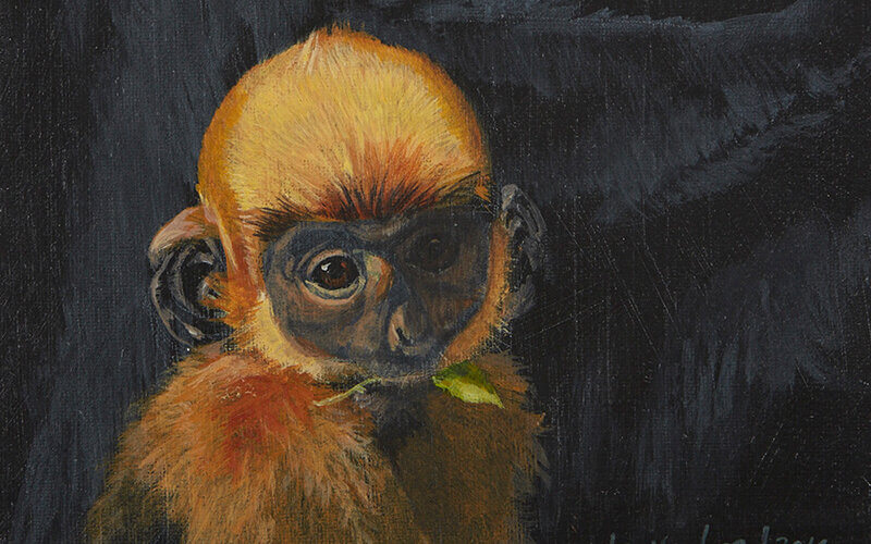 Langur de delancour, dessin de Dao Van Hoang