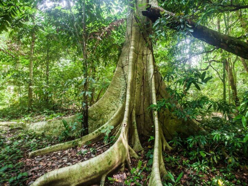 arbre Diptérocarpacée 