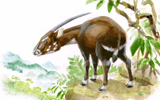 saola