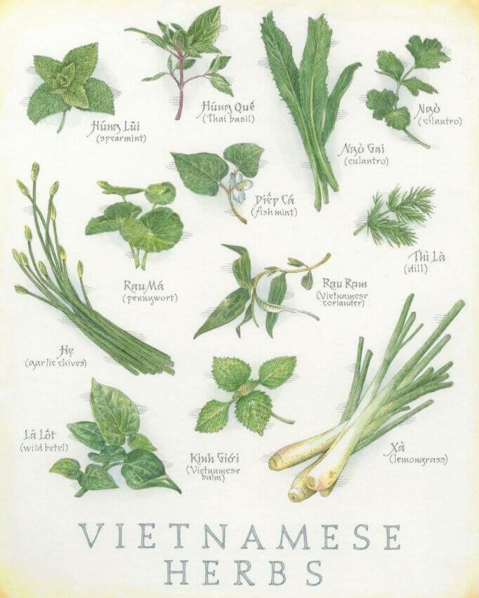 vietnam herbes aromatiques