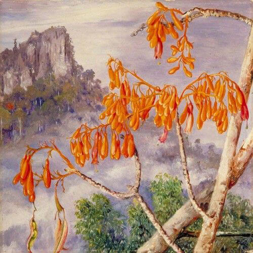 Karsts du Nord-Ouest, tableau de Marianne North.