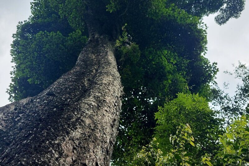 hsienmu arbre