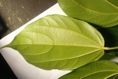 Feuille hsienmu