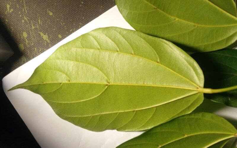 Feuille hsienmu