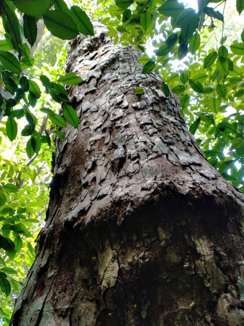 hsienmu arbre