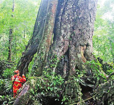 hsienmu arbre millénaire