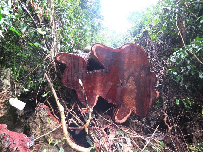 hsienmu arbre