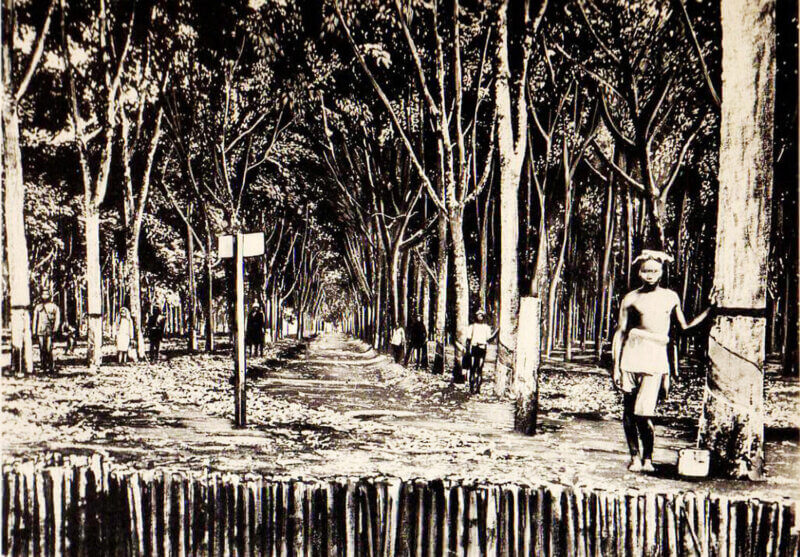 Plantation d’hévéas