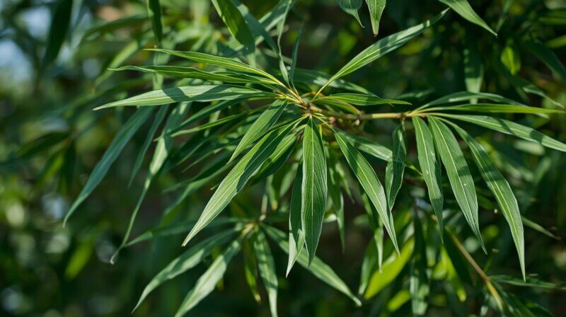 Le feuillage du Quercus myrsinifolia