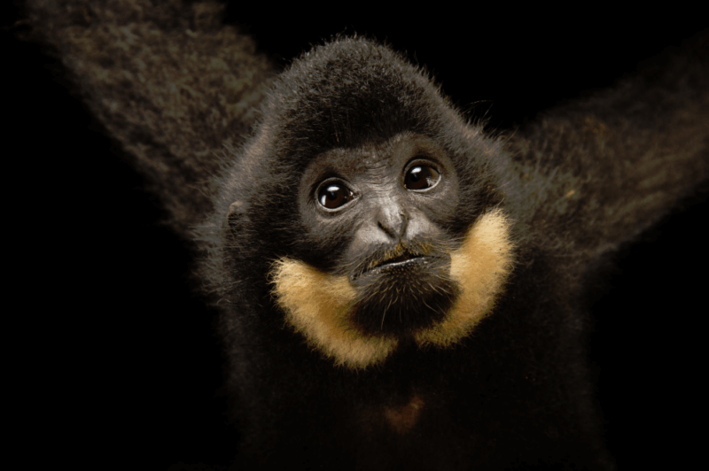 Gibbon à joues jaunes