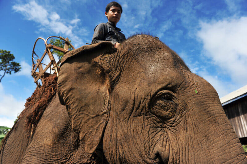 Un mahout mnong
