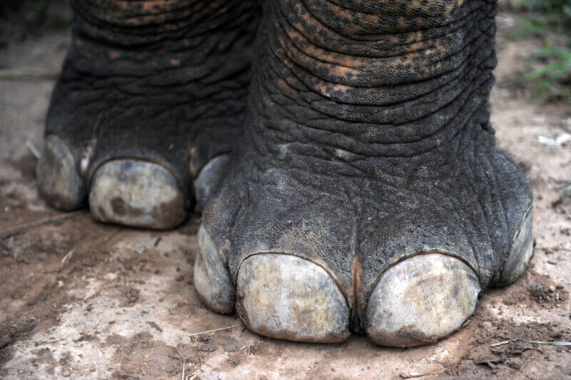 Les "ongles" kératinisés d'un éléphant du centre