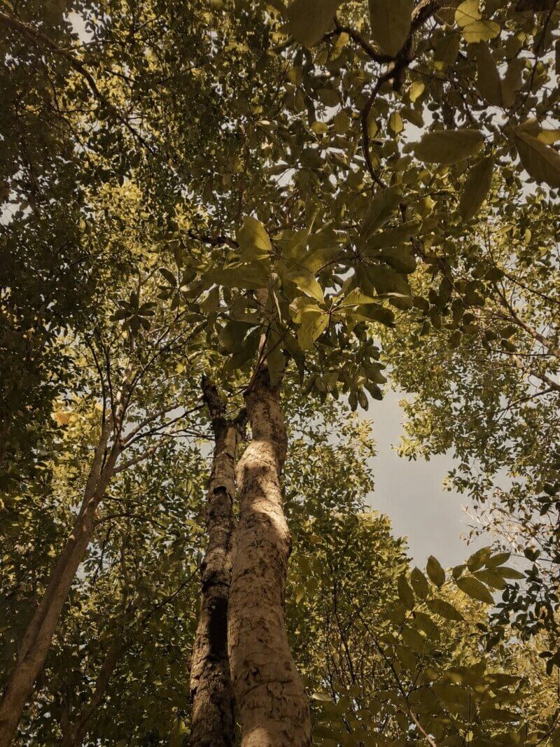 Arbre à laque Cambodgien
