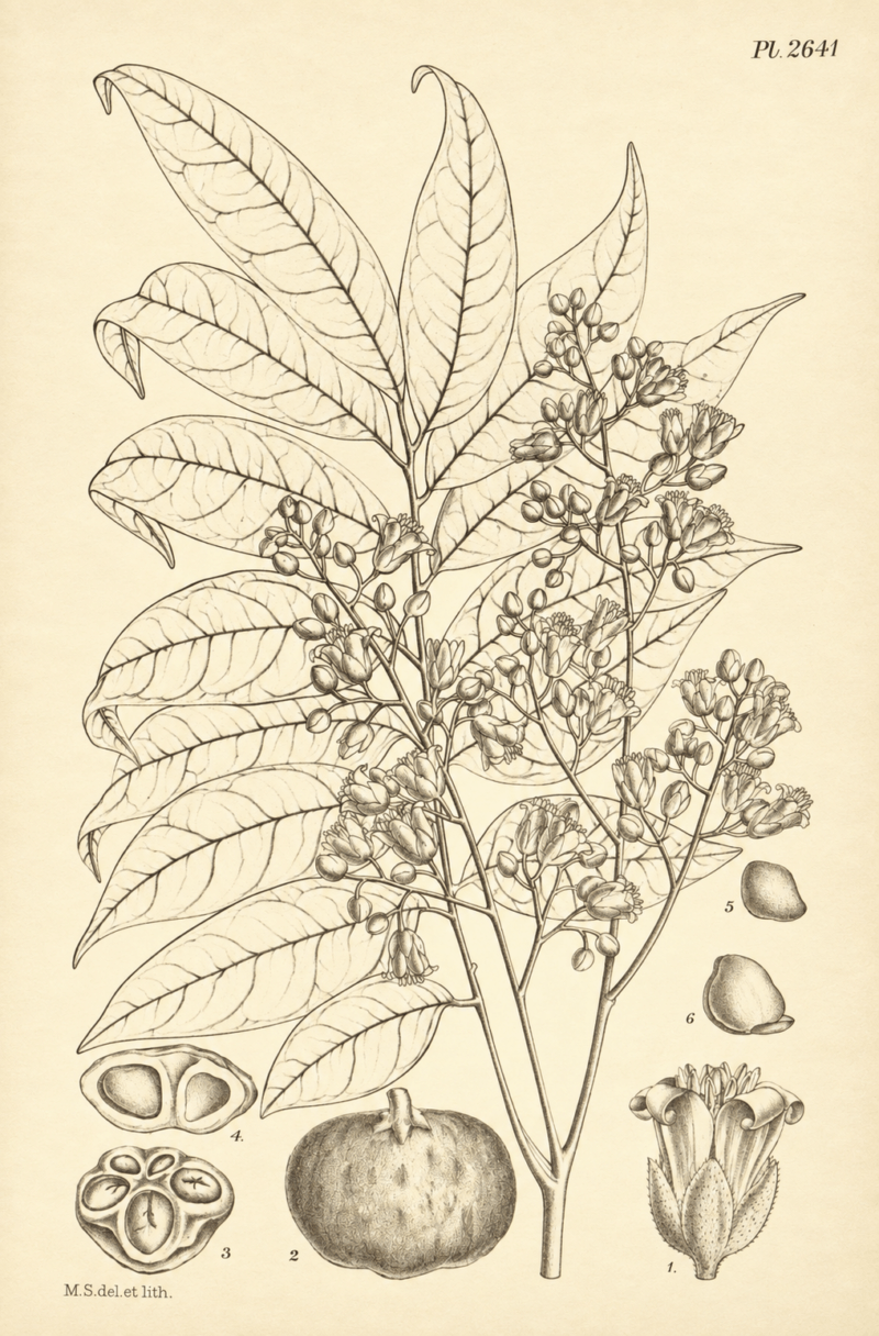 Dessin des feuilles, des fleurs et des fruits