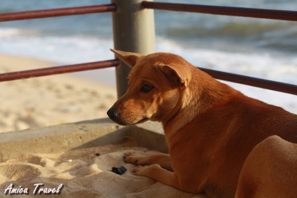 Chien à Phu Quoc, un excellent compagnon des voyageurs Chien à Phu Quoc, un excellent compagnon des voyageurs