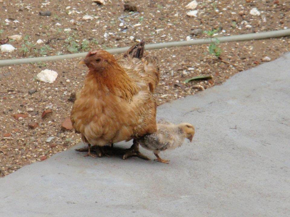 Des poules dans le jardin