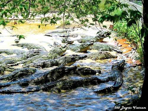 Ferme d'élevage de crocodiles Ferme d'élevage de crocodiles
