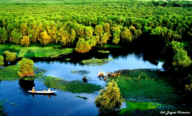 La forêt de cajeputiers de Tra Su La forêt de cajeputiers de Tra Su