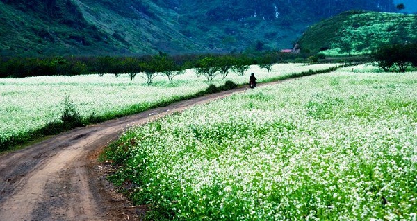 Fleurs blanches de sénevés à Moc Chau