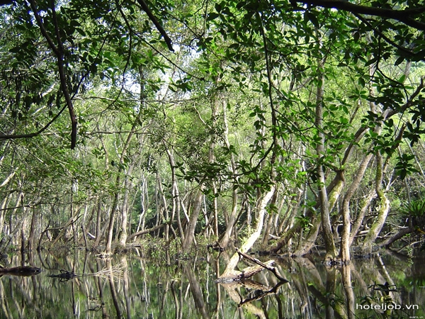 foret viet hai foret viet hai