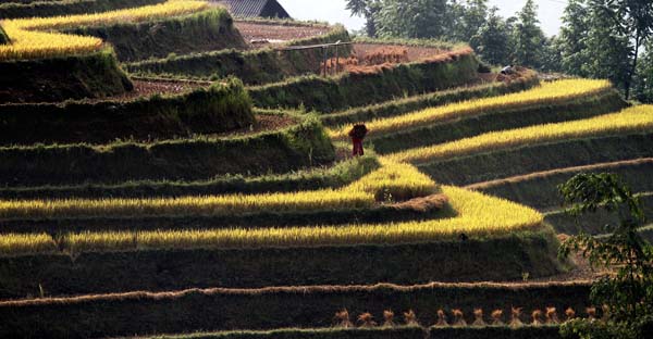rizières terrasse voyage vietnam amica travel