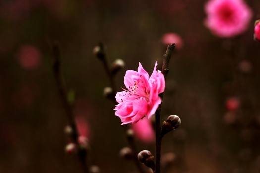 tet fleurs vietnam