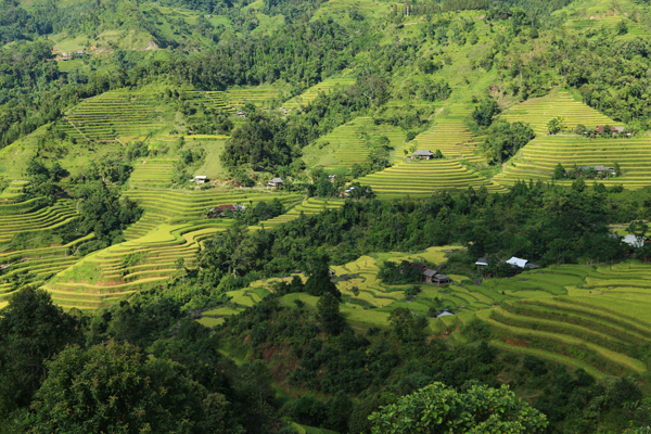 paysage des rizières en terrasses a ha giang