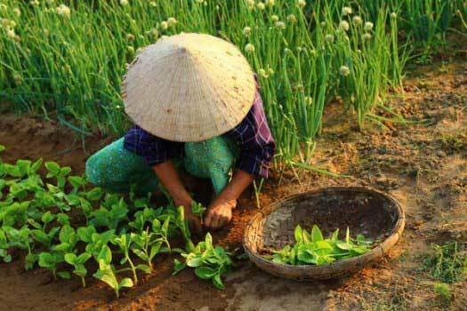 bons plans vietnam potager vietnam
