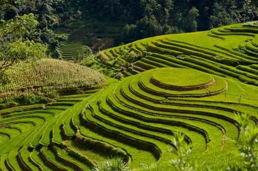 Rizieres en terrasse à Mu Cang Chai, nord ouest du Vietnam