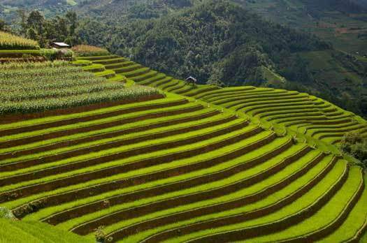 Rizieres en terrasse au nord ouest du Vietnam
