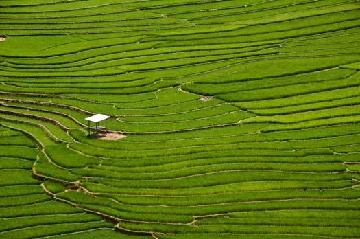 rizières nord vietnam