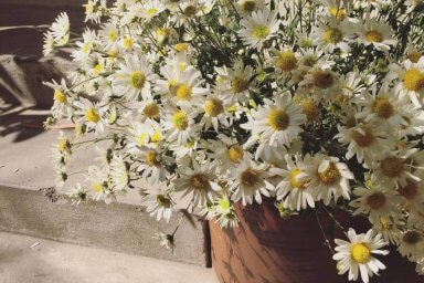 marguerite blanche