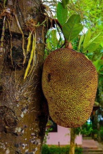 fruit jacquier