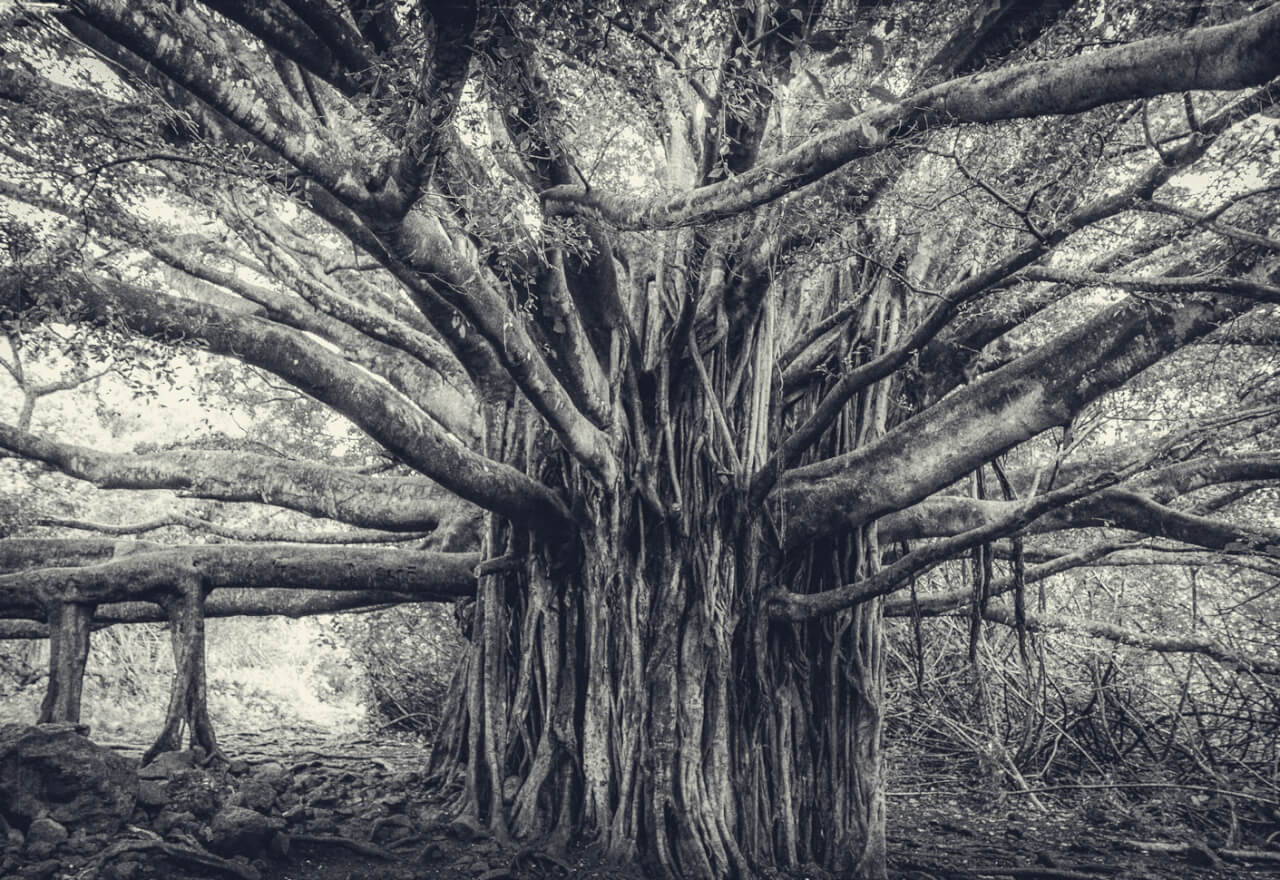 Le Banian L arbre De L veil 360 Indochine
