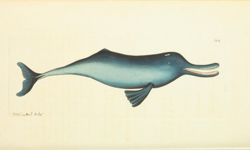 Le dauphin du Gange
