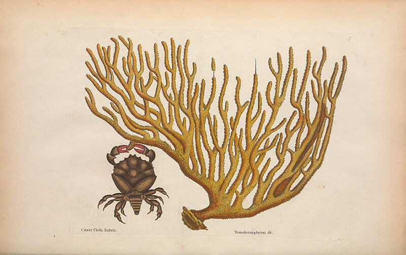 Illustration de coraux de ©Mark Catesby