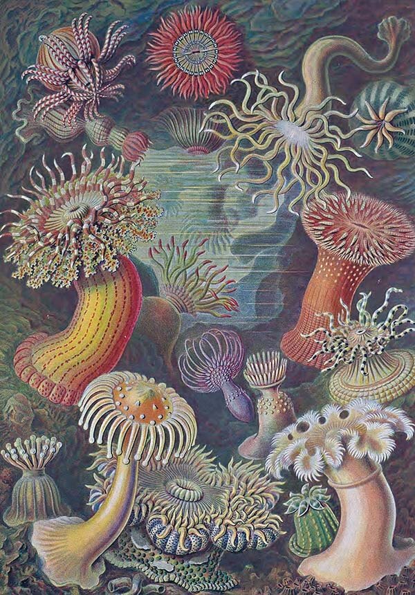 La variété des coraux de Con Dao ©Ernst Haeckel