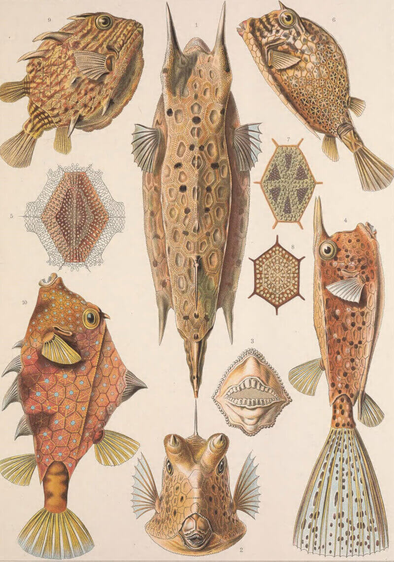 Formes artistiques de la nature) de E. Haeckel en 1904