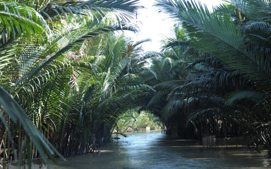 Haie de cocotier d'eau Ben Tre