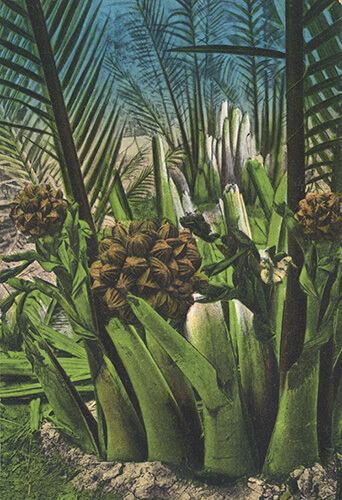 Palmes et fruits du palmier