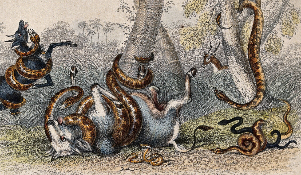 Les mythiques pythons d'Asie du Sud-Est – 360 Indochine